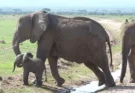 Baby elephant’s adorable stream adventure!